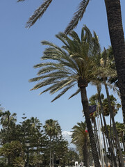 palm trees in the street 