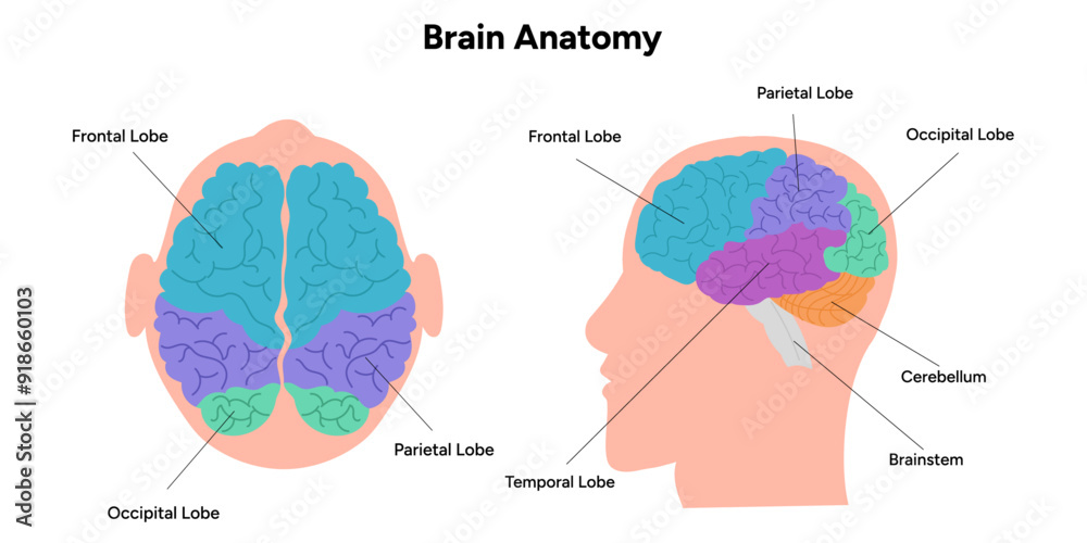Brain anatomy areas parts functions. Cerebral cortex. Frontal ...