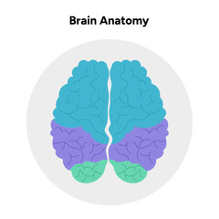 Poster - Brain anatomy areas parts functions. Colorful section infographic diagram