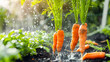 © Like Animals - Ripe orange carrots plant growing in greenhouse with water spray creating a vibrant backlit setting that highlights the freshness and healthy growth of the vegetable produce