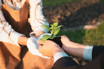 Wall Mural - Eco-business company empower farmer with eco-friendly farming practice and clean agricultural technology. Cultivate sustainable future nurturing plants to grow and thrive. Gyre