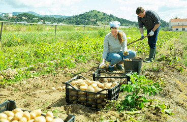 Sticker - Positive couple picking harvest of potatoes on the farm field