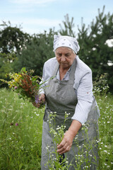 Senior woman picking herbs for tincture in meadow