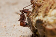 © Julian - Red ant biting on seed close up