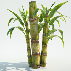 bamboo plant green nature tropical foliage leaves stems growth exotic indoor plant isolated white background 