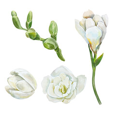 Freesia, white flowers and green buds, set. Botanical watercolor illustration. Birthday cards, wedding invitations, labels, covers, banners, posters.