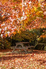 vertical photograph of a park bench under a maple tree in vibrant autumn colours. red and orange lea