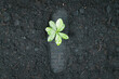 © Summit Art Creations - Top view seedling plant growing on carbon footprint soil as ecology and environment concept symbolizes importance of environmental awareness and sustainable ecosystem to reduce CO2 emission. Gyre