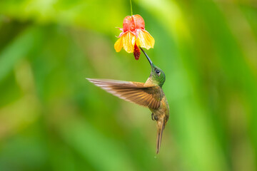 Fawn-breasted Brilliant Hummingbird in flight, 4K resolution, best Ecuador humminbirds
