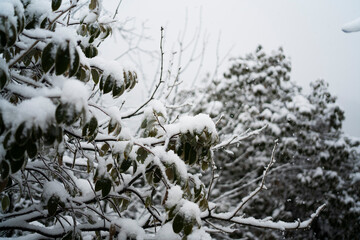 snowy forest