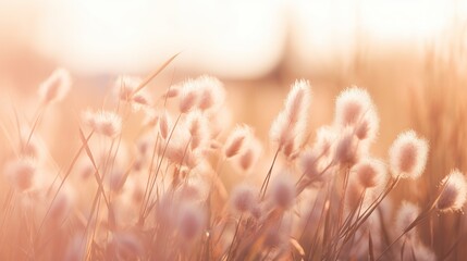 Soft focus of grass flowers with sunset light, peaceful and relax natural beauty, spring Easter wild flowers background concept