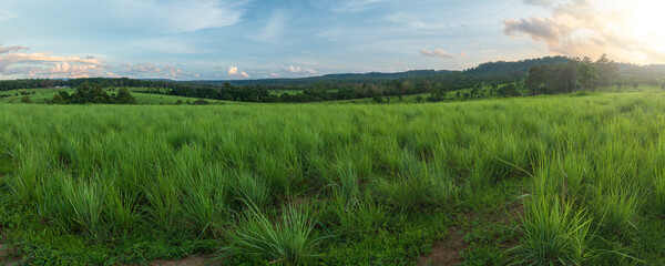 Wall Mural - beautiful natural panoramic countryside landscape. rainforest ecosystem and healthy environment conc