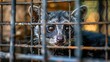 © Generative AI - Closeup pandanus civet or weasel in cage Civet cat animal in captivity at coffee plantation farm in Vietnam animals rights : Generative AI