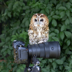 Poster - a fun photo of a captive tawny owl as it perched on a camera lens. Taken with dark green leaves in the background