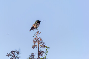 Wall Mural - Ruby-throated hummingbird ( Archilochus colubris ) in Wisconsin