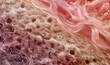 © Galina - Microscopic image of human hair follicles, revealing dermatological structure and texture