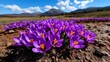 © Aventurine - Field of saffron crocuses in bloom, valuable spice