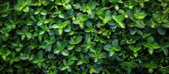 Sticker - Close-Up of Lush Green Foliage