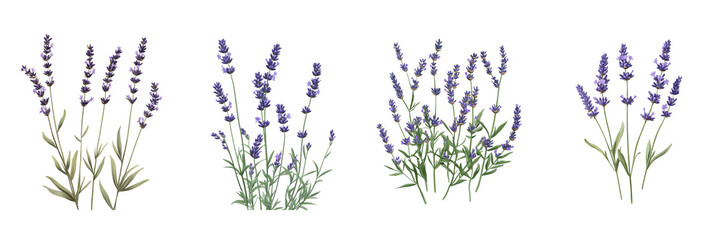 Set of Lavender Sprigs isolated on transparent png background