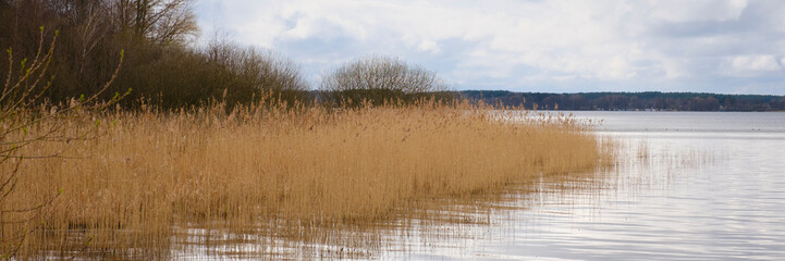 Wall Mural - Landschaft mit Schilfrohr am Müritzsee, Müritz Nationalpark, Mecklenburgische Seenplatte, Mecklenburg, Mecklenburg-Vorpommern, Deutschland, Europa