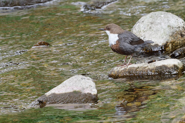 Wall Mural - Cincle plongeur - Cinclus cinclus - passereaux