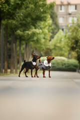 Two Zwergpinchers posing in the park in the summertime