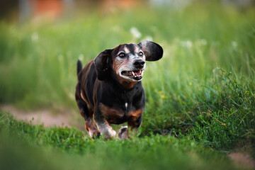 Sticker - happy old dachshund dog running outdoors in summer, close up shot