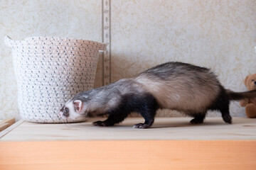 Wall Mural - Ferret play at home care about ferrets