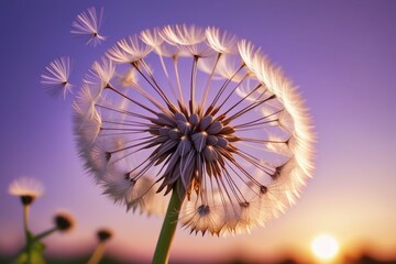 Wall Mural - Dandelion seeds gently blowing in the wind, horizontal compostion