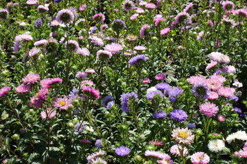 Poster - Plentitude of violet, pink and white flowers of China asters in August