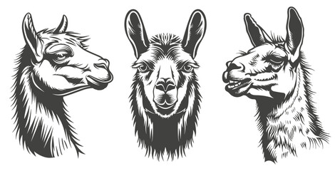 Poster - Lama portrait. Side and front view of head. Alpaca llama smiles and shows teeth. Big ears big eyes long eyelashes cute animal. Print sticker decoration designt element. Silhouette tatoo style isolated