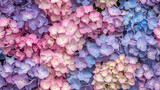 Pastel hydrangea flowers showcasing soft and delicate blooms, seamless pattern