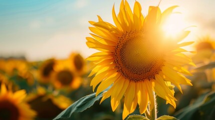 Poster - A vibrant sunflower field under a clear sky, representing positivity, growth, and the beauty of success