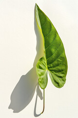 Single green leaf casting a shadow on a white background, highlighting natural beauty and simplicity in a minimalist composition