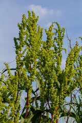 Wall Mural - Part of a sorrel bush Rumex confertus growing in the wild with dry seeds on the stem