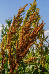 Wall Mural - Part of a sorrel bush Rumex confertus growing in the wild with dry seeds on the stem