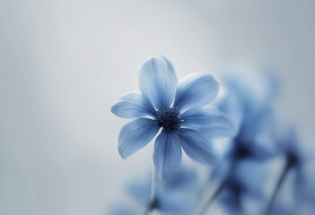 Wall Mural - Blue flower isolated on white or transparentBlue flower isolated on white or transparent