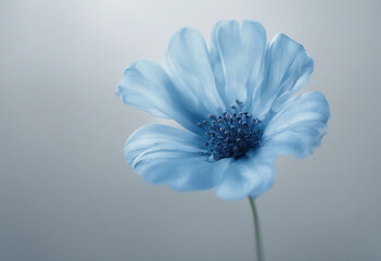 Wall Mural - Blue flower isolated on white or transparent