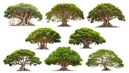 Wall Mural - Banyan tree png element set, transparent background