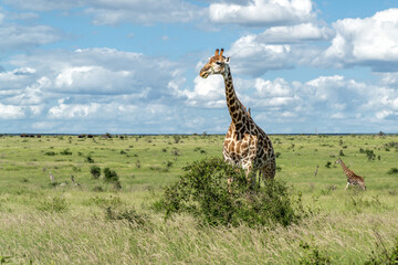 Poster - South African Giraffe (Giraffa giraffa giraffa) or Cape giraffe searching for water and food on the savanna in Kruger National Park in South Africa