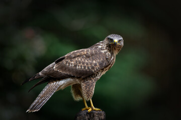 Poster - Common Buzzard (Buteo buteo) on a pole in the forest looking for other birds of prey in Noord Brabant in the Netherlands.  Green forest background