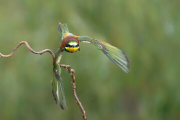 Poster - European bee-eater (Merops apiaster) in flight in Gelderland in the Netherlands.