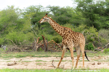 Sticker - South African Giraffe (Giraffa giraffa giraffa) or Cape giraffe searching for water and food on the savanna in Kruger National Park in South Africa