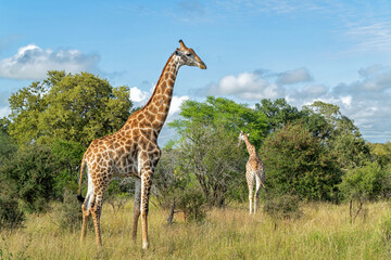 Sticker - South African Giraffe (Giraffa giraffa giraffa) or Cape giraffe searching for water and food on the savanna in Kruger National Park in South Africa