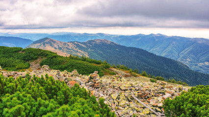 Poster - carpathian mountain autumn landscape. meadow with stones among the coniferous shrubs on top of the hillside near the peak of strymba mountain. cloudy weather. alpine scenery