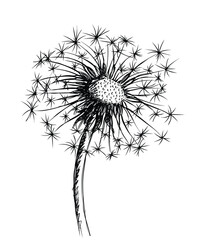 Canvas Print - The sketch of field dandelion with seeds.
