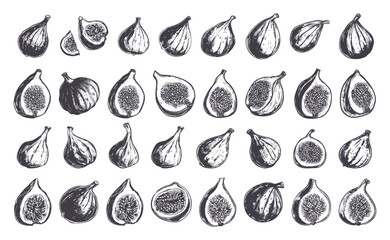 Wall Mural - Fresh Figs Icons Set Doodle Style Hand Drawn Sketch Figs Illustrations Neat Line Art Detailed Fruit Drawings Black on White Background Organic Produce Icons