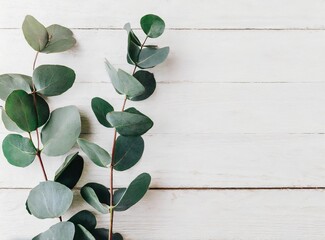 Sticker - Eucalyptus branches and leaves on wooden rustic white background. Minimal background eucalyptus.