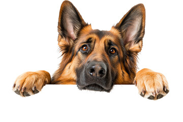 a curious and friendly german shepherd peeks over a surface, showcasing its intelligent eyes and exp