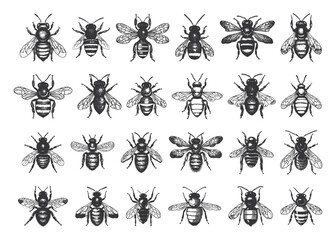 Sticker - Vintage Bee Insects Linocut Print Style Icons Set Detailed Engravings Classic Designs Bee Illustrations Antique Art Retro Aesthetic Botanical Collection Entomology Art